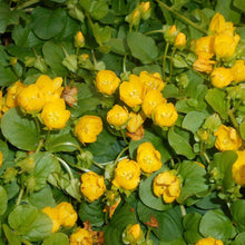 Lade das Bild in den Galerie-Viewer, Pfennigkraut (Lysimachia nummularia)