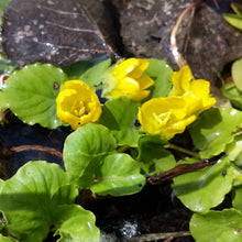Lade das Bild in den Galerie-Viewer, Pfennigkraut (Lysimachia nummularia)