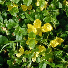 Lade das Bild in den Galerie-Viewer, Pfennigkraut (Lysimachia nummularia)