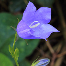 Lade das Bild in den Galerie-Viewer, Pfirsichblättrige Glockenblume (Campanula persicifolia)