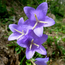 Lade das Bild in den Galerie-Viewer, Pfirsichblättrige Glockenblume (Campanula persicifolia)