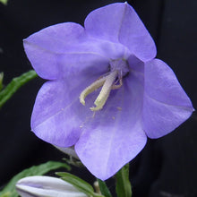Lade das Bild in den Galerie-Viewer, Pfirsichblättrige Glockenblume (Campanula persicifolia)