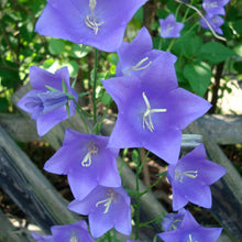 Lade das Bild in den Galerie-Viewer, Pfirsichblättrige Glockenblume (Campanula persicifolia)