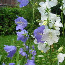 Lade das Bild in den Galerie-Viewer, Pfirsichblättrige Glockenblume (Campanula persicifolia)