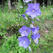 Lade das Bild in den Galerie-Viewer, Pfirsichblättrige Glockenblume (Campanula persicifolia)