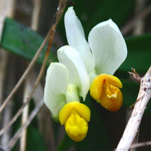 Lade das Bild in den Galerie-Viewer, Buchsblättrige Kreuzblume (Polygala chamaebuxus)