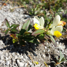 Lade das Bild in den Galerie-Viewer, Buchsblättrige Kreuzblume (Polygala chamaebuxus)
