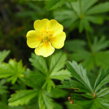 Lade das Bild in den Galerie-Viewer, Blutwurz (Potentilla erecta)