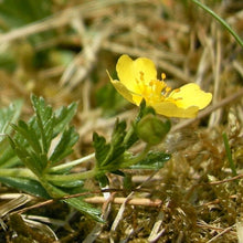 Lade das Bild in den Galerie-Viewer, Blutwurz (Potentilla erecta)