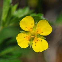 Lade das Bild in den Galerie-Viewer, Blutwurz (Potentilla erecta)