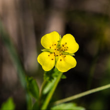 Lade das Bild in den Galerie-Viewer, Blutwurz (Potentilla erecta)