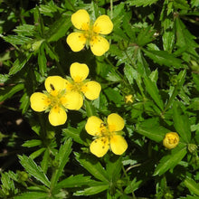 Lade das Bild in den Galerie-Viewer, Blutwurz (Potentilla erecta)