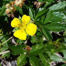 Lade das Bild in den Galerie-Viewer, Blutwurz (Potentilla erecta)