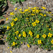 Lade das Bild in den Galerie-Viewer, Blutwurz (Potentilla erecta)