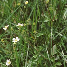Lade das Bild in den Galerie-Viewer, Felsen-Fingerkraut (Potentilla rupestris)