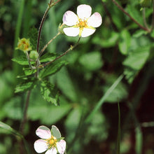 Lade das Bild in den Galerie-Viewer, Felsen-Fingerkraut (Potentilla rupestris)