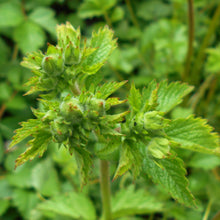 Lade das Bild in den Galerie-Viewer, Felsen-Fingerkraut (Potentilla rupestris)