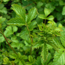 Lade das Bild in den Galerie-Viewer, Felsen-Fingerkraut (Potentilla rupestris)