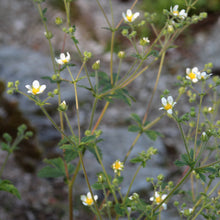 Lade das Bild in den Galerie-Viewer, Felsen-Fingerkraut (Potentilla rupestris)