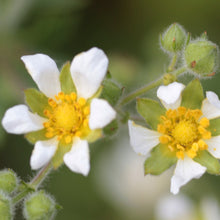 Lade das Bild in den Galerie-Viewer, Felsen-Fingerkraut (Potentilla rupestris)