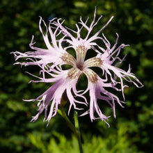 Lade das Bild in den Galerie-Viewer, Pracht-Nelke (Dianthus superbus)