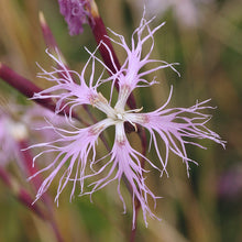Lade das Bild in den Galerie-Viewer, Pracht-Nelke (Dianthus superbus)