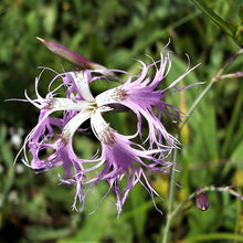 Lade das Bild in den Galerie-Viewer, Pracht-Nelke (Dianthus superbus)