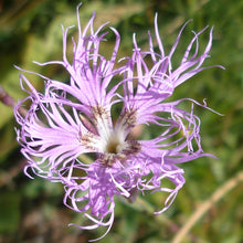 Lade das Bild in den Galerie-Viewer, Pracht-Nelke (Dianthus superbus)