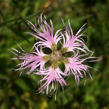 Lade das Bild in den Galerie-Viewer, Pracht-Nelke (Dianthus superbus)