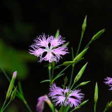 Lade das Bild in den Galerie-Viewer, Pracht-Nelke (Dianthus superbus)