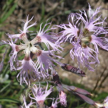 Lade das Bild in den Galerie-Viewer, Pracht-Nelke (Dianthus superbus)