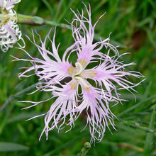 Lade das Bild in den Galerie-Viewer, Pracht-Nelke (Dianthus superbus)