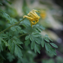 Lade das Bild in den Galerie-Viewer, Gelber Lerchensporn (Corydalis lutea)