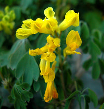 Lade das Bild in den Galerie-Viewer, Gelber Lerchensporn (Corydalis lutea)