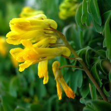 Lade das Bild in den Galerie-Viewer, Gelber Lerchensporn (Corydalis lutea)