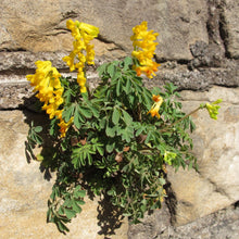 Lade das Bild in den Galerie-Viewer, Gelber Lerchensporn (Corydalis lutea)