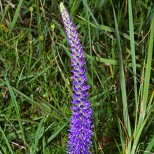 Lade das Bild in den Galerie-Viewer, Ähriger Ehrenpreis (Pseudolysimachion spicatum)