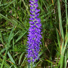Lade das Bild in den Galerie-Viewer, Ähriger Ehrenpreis (Pseudolysimachion spicatum)