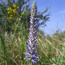 Lade das Bild in den Galerie-Viewer, Ähriger Ehrenpreis (Pseudolysimachion spicatum)
