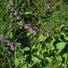 Lade das Bild in den Galerie-Viewer, Quirlige Salbei Salvia verticillata