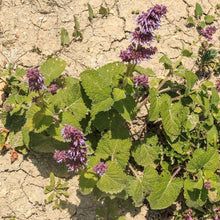 Lade das Bild in den Galerie-Viewer, Quirlige Salbei Salvia verticillata