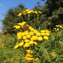 Lade das Bild in den Galerie-Viewer, Rainfarn (Tanacetum vulgare)
