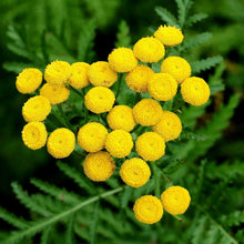 Lade das Bild in den Galerie-Viewer, Rainfarn (Tanacetum vulgare)