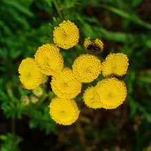 Lade das Bild in den Galerie-Viewer, Rainfarn (Tanacetum vulgare)