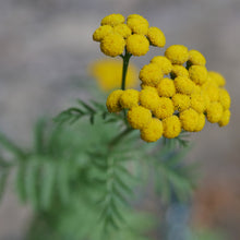 Lade das Bild in den Galerie-Viewer, Rainfarn (Tanacetum vulgare)