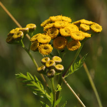 Lade das Bild in den Galerie-Viewer, Rainfarn (Tanacetum vulgare)