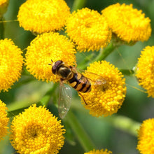Lade das Bild in den Galerie-Viewer, Rainfarn (Tanacetum vulgare)