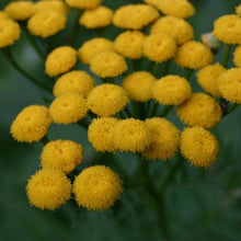 Lade das Bild in den Galerie-Viewer, Rainfarn (Tanacetum vulgare)