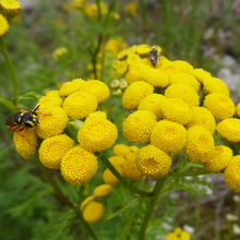 Lade das Bild in den Galerie-Viewer, Rainfarn (Tanacetum vulgare)