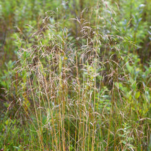 Lade das Bild in den Galerie-Viewer, Rasen-Schmiele (Deschampsia cespitosa)